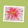 Forever Stamps 2025 Dahlias-Floral Collection, First-Class Postage