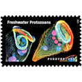 Forever Stamps 2023 Life Magnified-Freshwater Protozoans, First-Class Postage